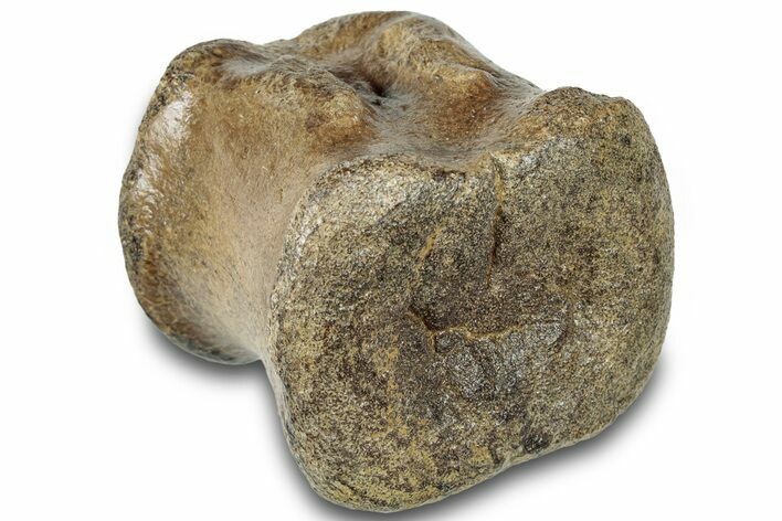 Hadrosaur (Brachylophosaurus?) Caudal Vertebra - Montana #313406